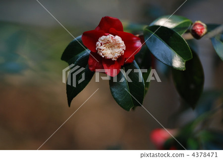 Bokuhan (camellia) 4378471