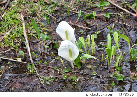 marsh, wetland, asian skunk cabbage 4378536