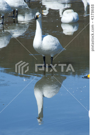 A swan appearing on the frozen lake surface A swan appearing on the frozen lake surface 4378688