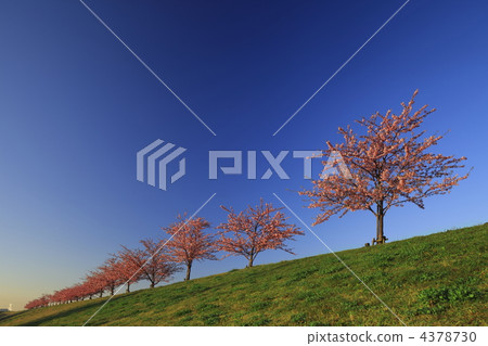 Kawazu cherry tree 4378730