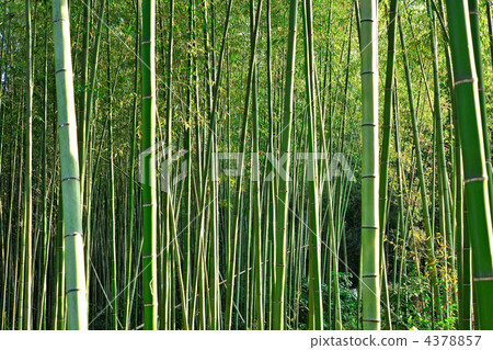 Bamboo forest in Sagano, Kyoto 4378857