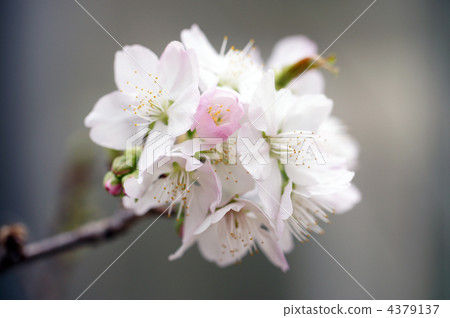 alow顯示Zakura alow顯示Zakura 4379137