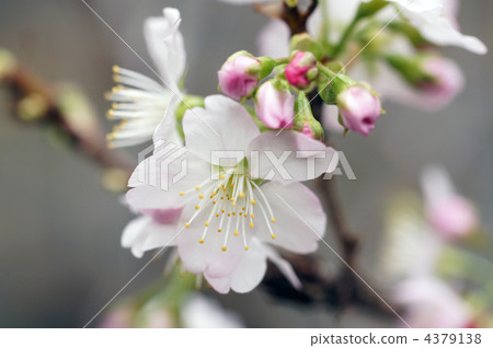 The alow show Zakura The alow show Zakura 4379138