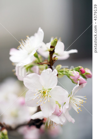The alow show Zakura The alow show Zakura 4379139