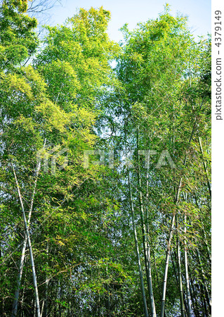 京都S峨野的竹林 4379149