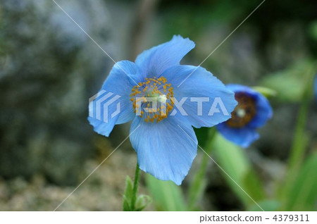 藍罌粟 綠絨蒿 多刺綠絨蒿 4379311