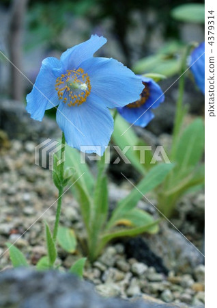 鶴見緑地 西藏 缺乏的 4379314