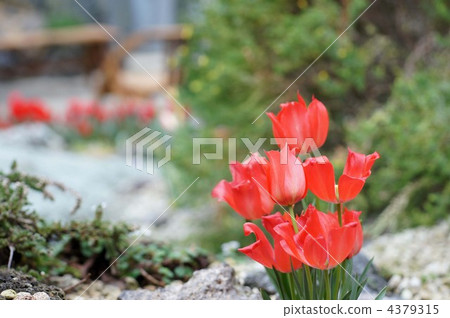 多年生植物 多年草 多年草本植物 4379315