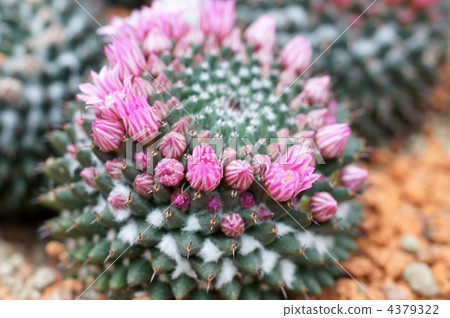 cacti, cactu, cactuse 4379322