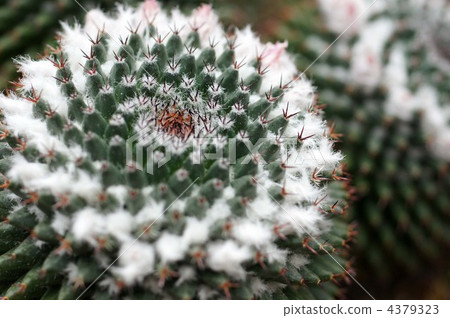 cacti, cactu, cactuse 4379323