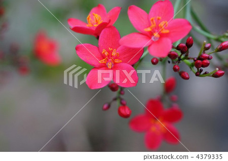 muntingia calabura, singapore cherry, peregrina 4379335