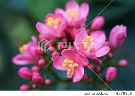 singapore cherry, muntingia calabura, peregrina 4379336
