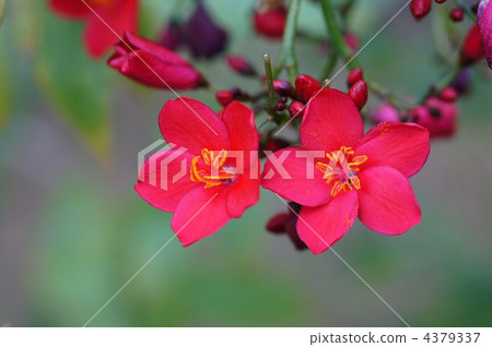 singapore cherry, muntingia calabura, evergreen shrub 4379337