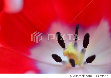 stamen, tulipa, red 4379554