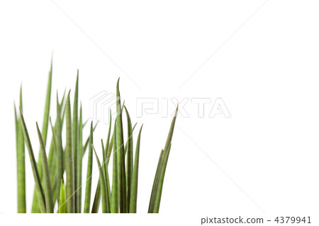 fresh grass fresh grass 4379941