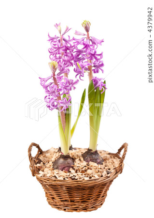 Pink hyacinths Pink hyacinths 4379942