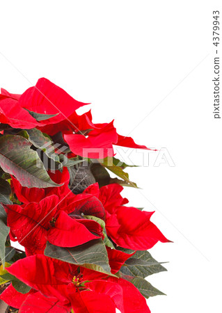 Red poinsettia isolated on a white background 4379943