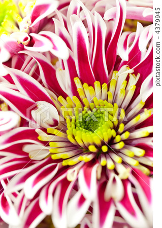 Chrysanthemum Flowers 4379945