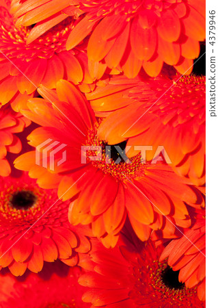 beautiful gerbers beautiful gerbers 4379946