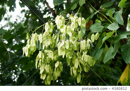 藍色的老虎在炎熱的夏日風中吹來，涼爽的酸味。如果 4380812