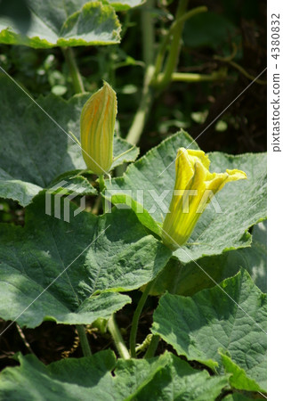 Squirt flowers are short lived. Squirt flowers are short lived. 4380832