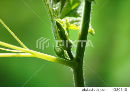 You will grow up with pumpkin ❢ You will grow up with pumpkin ❢ 4380840