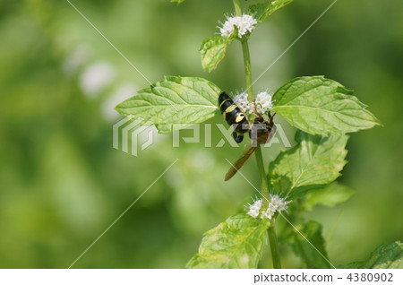 Ancient Earthly Bees Who Lacked Japanese Thin Loads (Peppermint) 4380902