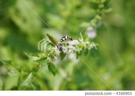 Ancient Earthly Bees Who Lacked Japanese Thin Loads (Peppermint) Ancient Earthly Bees Who Lacked Japanese Thin Loads (Peppermint) 4380903