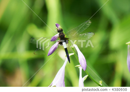 It is sometimes called a cowardly dragonfly Koshiakitonbo electric dragonfly. 4380930