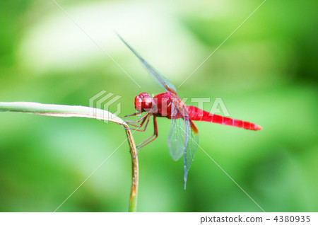 紅蜻蜓是鮮紅的蜻蜓蜻蜓。 紅蜻蜓是鮮紅的蜻蜓蜻蜓。 4380935
