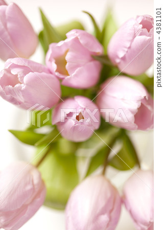pink tulips in the vase 4381101