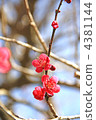 紅色錯開 4381144