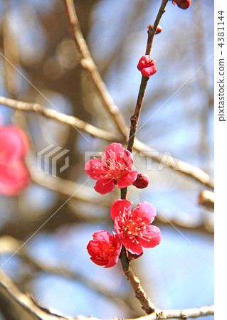 Red stagger Red stagger 4381144