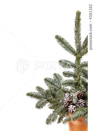 Christmas tree Christmas tree 4381162