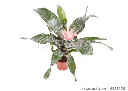 Aechmea Fasciata Bromeliad isolated on white 4381358