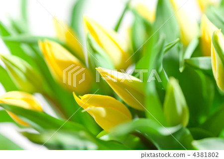 nice tulips nice tulips 4381802