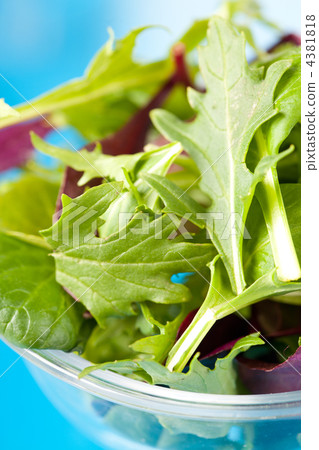 fresh salad leaves 4381818