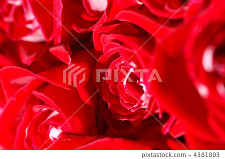 beautiful roses 4381893