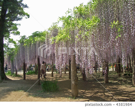 埼玉縣牛島的紫藤（紫藤園） 4381984