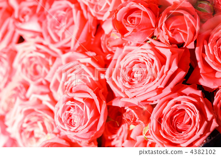 beautiful roses beautiful roses 4382102