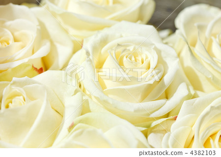 beautiful roses 4382103