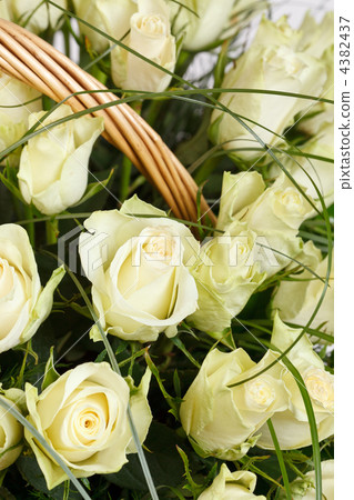 white roses 4382437