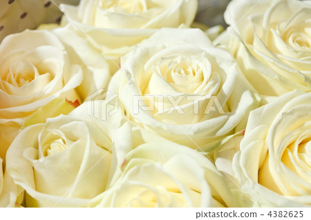 beautiful roses 4382625