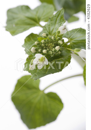 flower wasabi, wasabi flower, wasabi 4382629