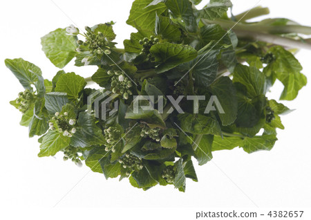 flower wasabi, wasabi flower, wasabi 4382657