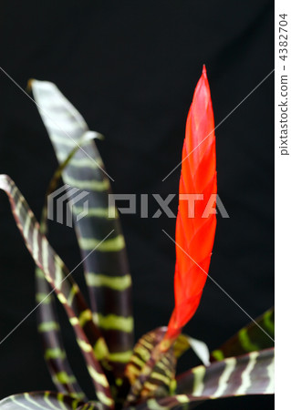 Window plant "vriesea splendens" Window plant "vriesea splendens" 4382704