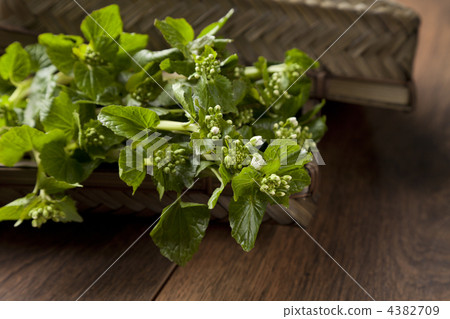 flower wasabi, wasabi flower, wasabi 4382709