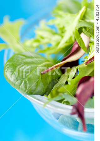 fresh salad leaves 4382714