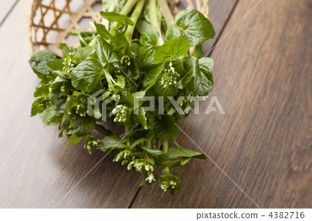 flower wasabi, wasabi flower, wasabi 4382716