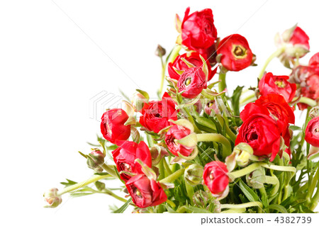 red Ranunculus 4382739